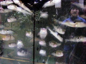 This is one of my favorite personal snapshots. We were in Busan, South Korea, sight seeing and stop to look at the blowfish in a window-tank. We did not, however, go into the restaurant to try some. Another day, another day.